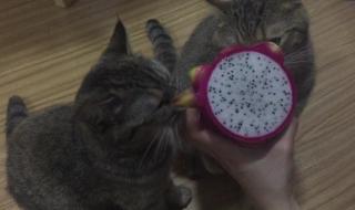 猫咪能吃红心火龙果吗 猫能吃火龙果吗